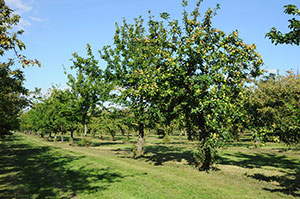The orchards of the  Famille Dupont estate