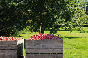 Apple harvesting