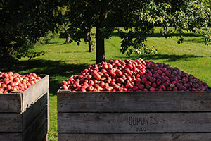 Domaine Dupont - Apple harvesting
