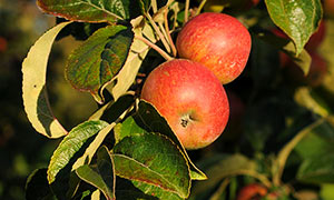 Le terroir et les vergers