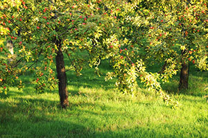 The orchards of the  Famille Dupont estate