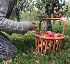 La récolte des pommes de nos vergers
