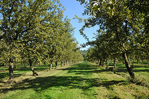 Domaine Dupont - Orchards