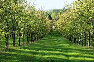 Domaine Dupont - Vergers