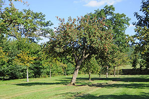 Domaine Dupont - Orchards