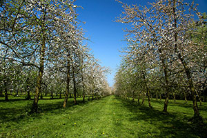 Domaine Dupont - Orchards