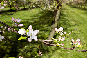 Domaine Dupont - Apples & Orchards