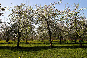 Domaine Dupont - Pommes et Vergers