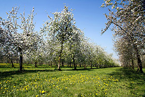 Domaine Dupont - Pommes et Vergers