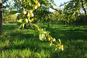 Domaine Dupont - Apple & Orchards