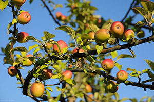 Domaine Dupont - Pomme et Vergers