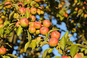 Domaine Dupont - Pomme et Vergers