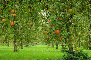 Domaine Dupont - Apple & Orchards