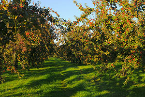 Domaine Dupont - Apple & Orchards