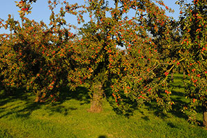 Domaine Dupont - Pomme et Vergers