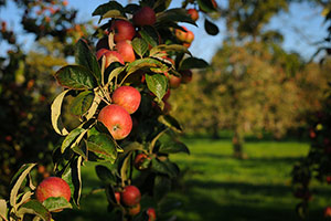 Domaine Dupont - Pomme et Vergers