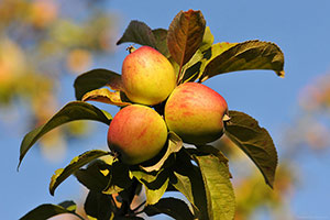 Domaine Dupont - Apple & Orchards