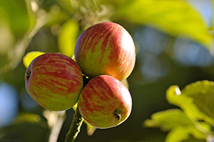 Domaine Dupont - Apple & Orchards