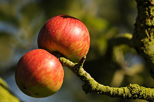 Domaine Dupont - Apple & Orchards