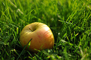 Domaine Dupont - Pomme et Vergers