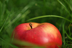 Domaine Dupont - Pomme et Vergers